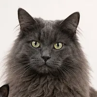Smoky, Senior Aroma Inspector